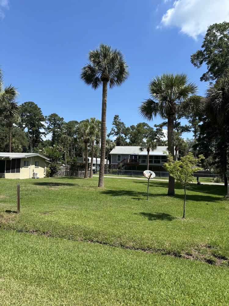 Open Lowcountry yard with sabal palms after mowing and edging by Coastal Bloom Landscaping