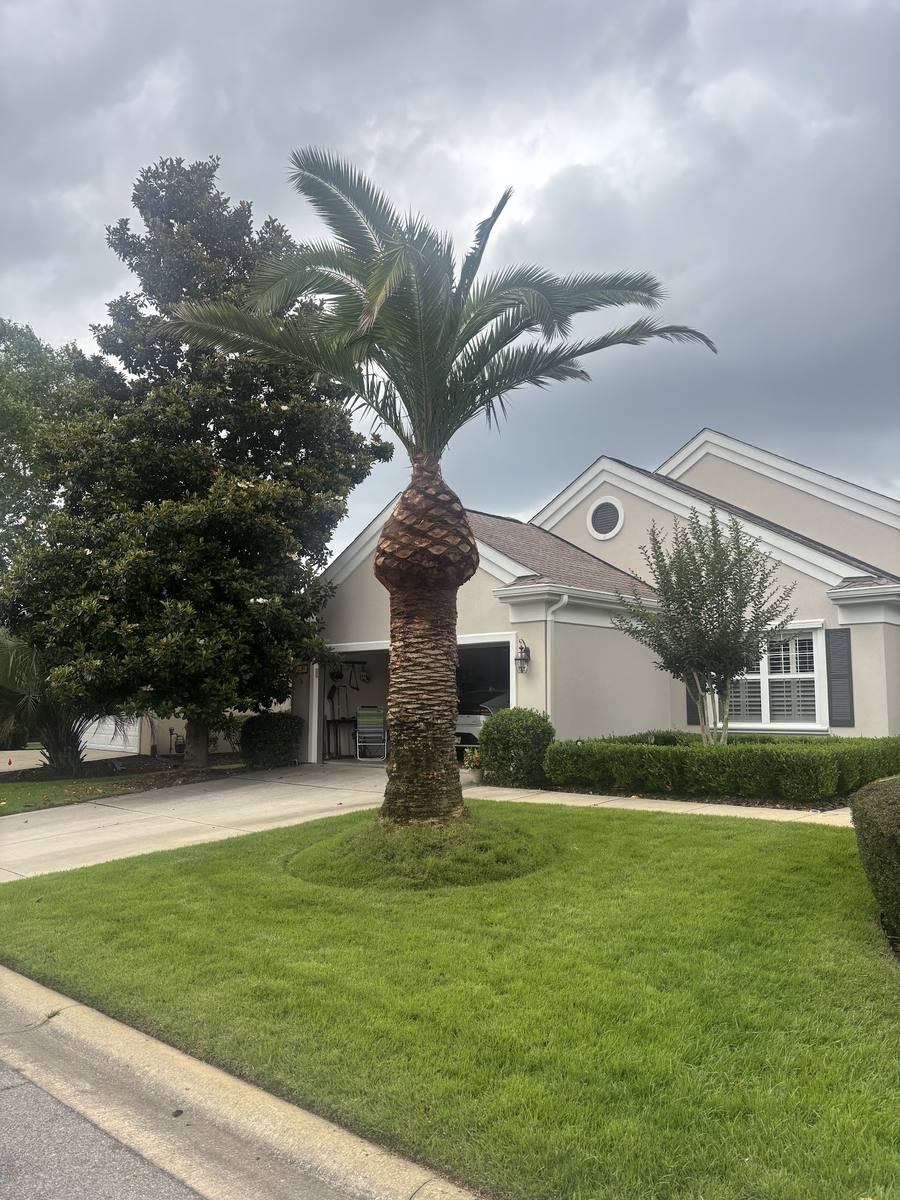 Trimmed palm and cut lawn in front of a stucco home in Okatie SC